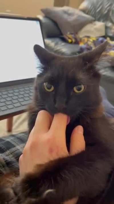 Cat is broken