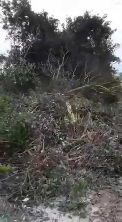 A destruição do Cerrado através do uso do correntão