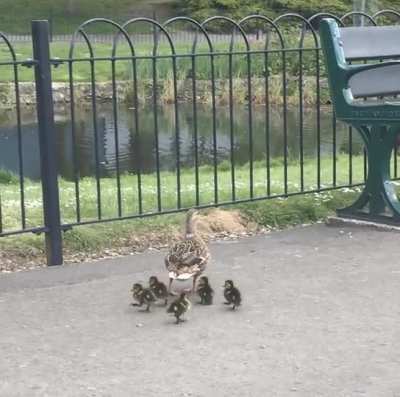 Just a mother and her ducklings