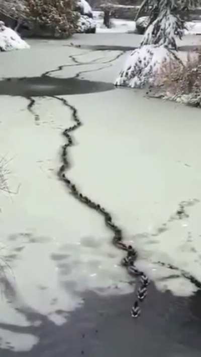 There's a quack in the ice!