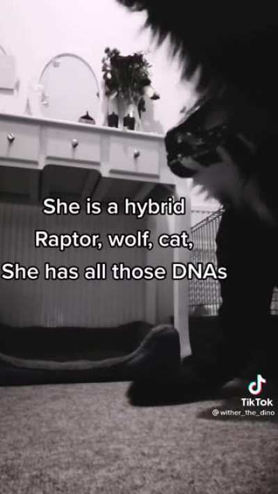 DNAs (plural)