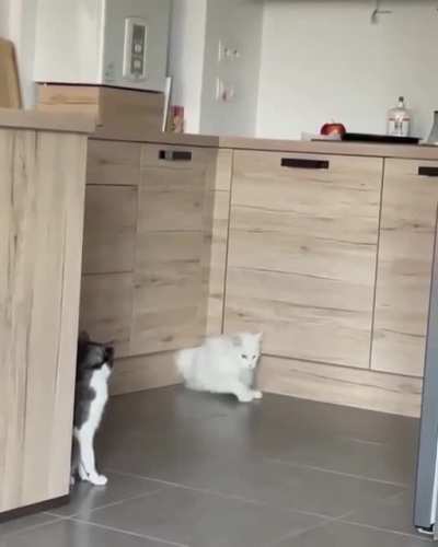 Cats are like water!