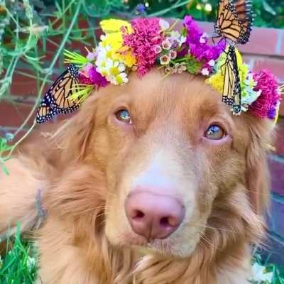 The garden king