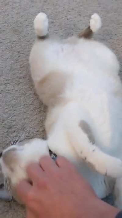 Lily lacks patience