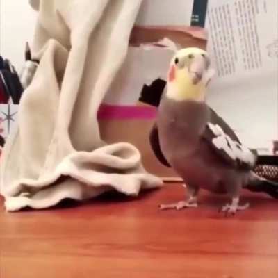 *CAW CAW*