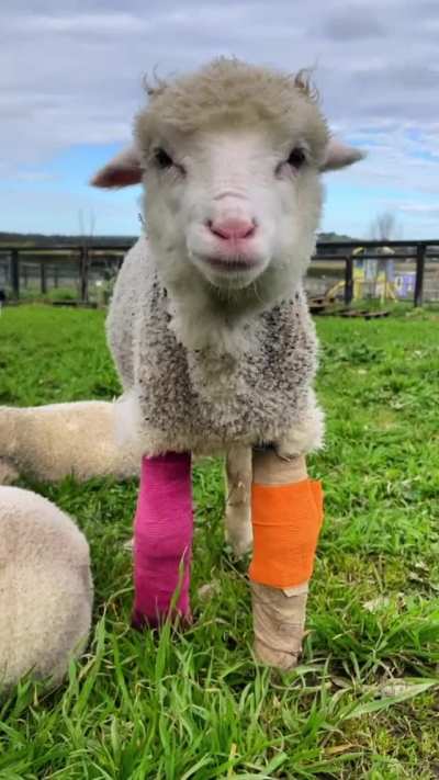 Some of Edgar&rsquo;s Mission Farm Sanctuary&rsquo;s favorite moments of 2021