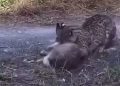 Geoffroy&rsquo;s cat kills a hare