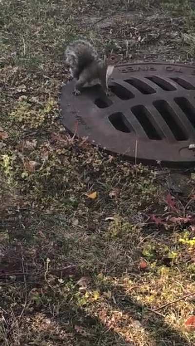 I&rsquo;ve never heard the vocals of a squirrel before.