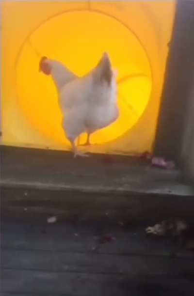 🐔 