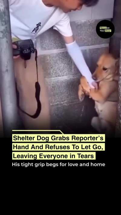This shelter dog&rsquo;s simple act of holding a hand turned into a powerful cry for adoption❤️😔
