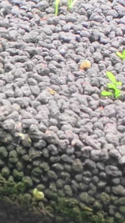 What are these in my neocaridina tank??