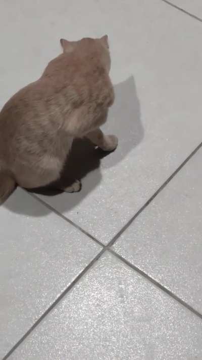 Meu gato fica tremendo a pata como tivesse molhada.