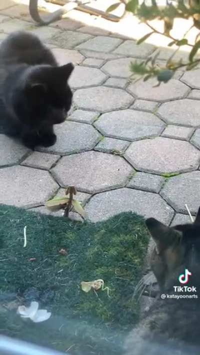 A David VS Goliath level battle