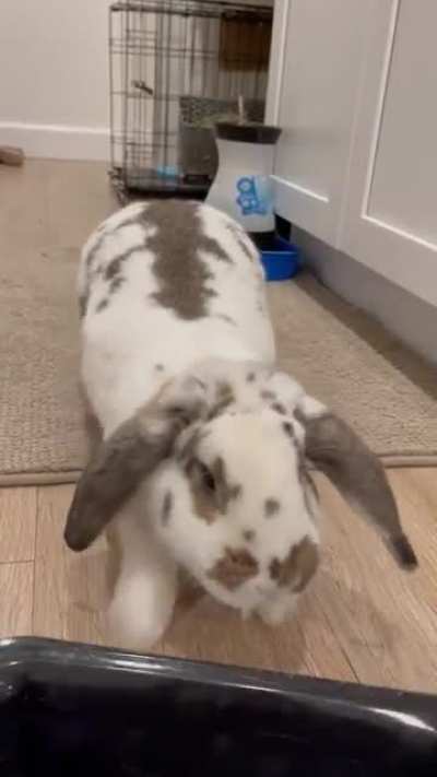 WHERE’S MY FOOD?! Follow @marstonthebunny on insta💕