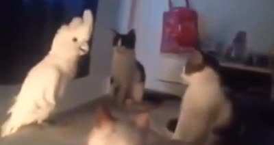 heh