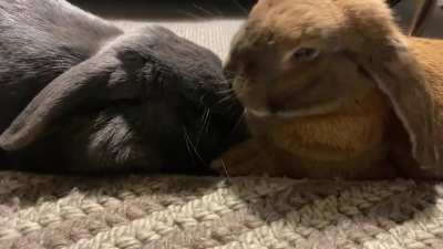 Cuteness overload