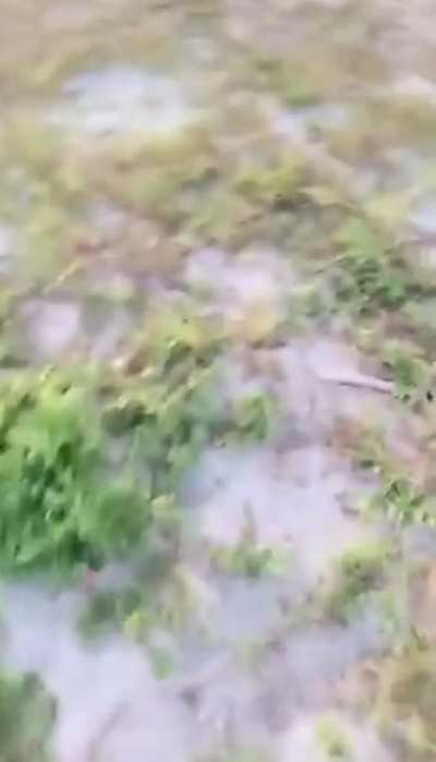 Trump supporter loses his shit after getting flipped off by a girl in Tampa
