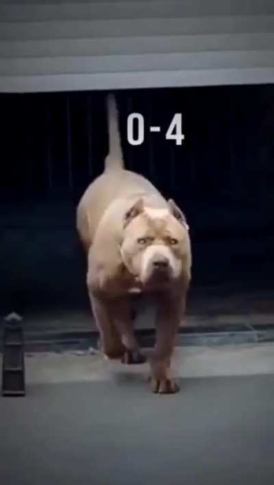 pitbull &amp;gt; child
