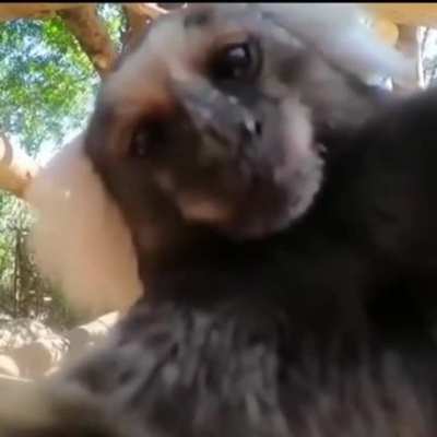 Bom dia adm (menos o legolas &eacute; a iris)( peguei do r/orochisegunto n&atilde;o lembro o nome do cara )