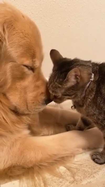 cute dogs