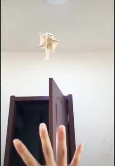 A belive i can fly