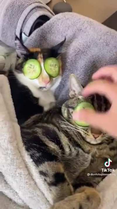 How to get rid of dark circles under your cats eyes