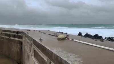 Holy crab, my people need me
