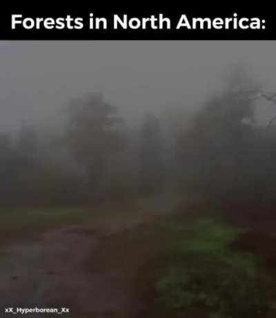 Loser City woods 