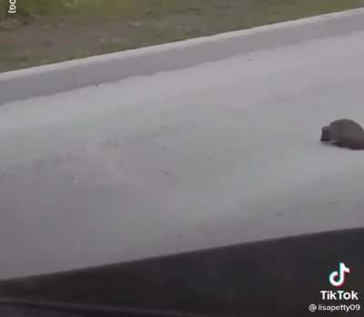Crow helping hedgehog cross the road so it doesn&rsquo;t get run over ❤️