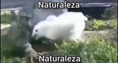 NATURALEZA