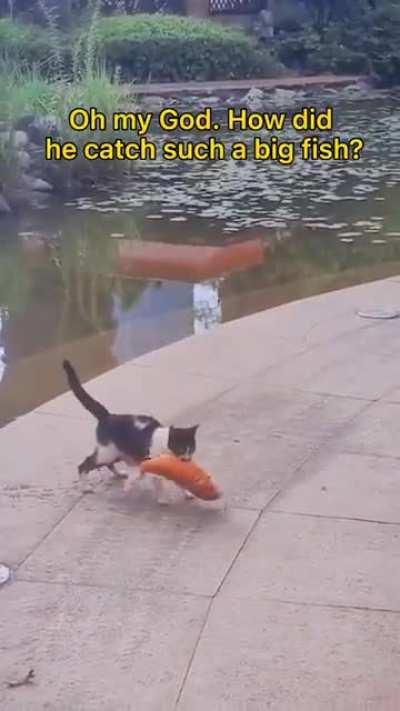 fisherman cat
