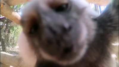 Monke kiss