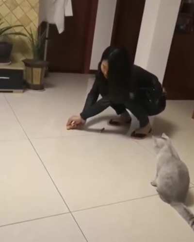 Will the cat chase the mouse?