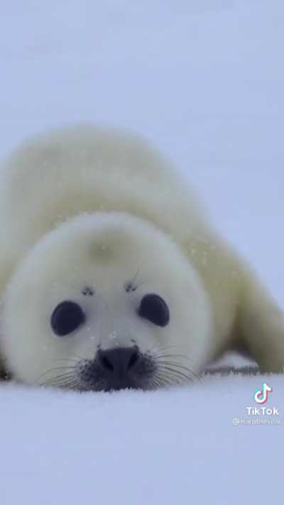 Baby harp seal on the hunt.