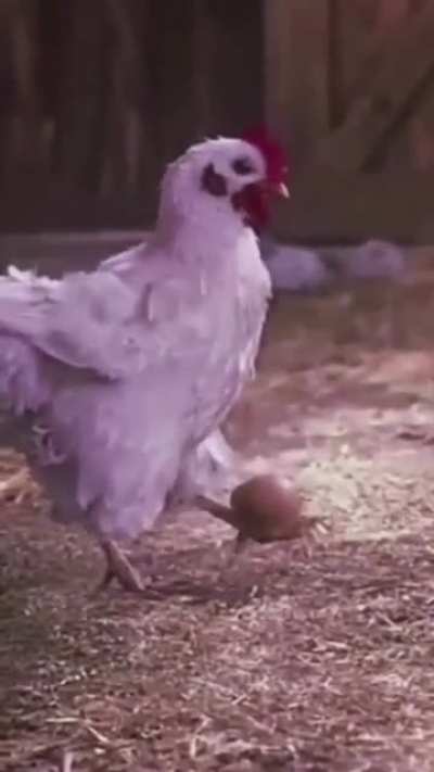 Que?