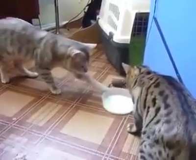 To share the milk with other. This is what happen when cats used weeds😂