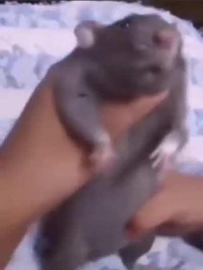 🐭🐭🐭🐭🐭