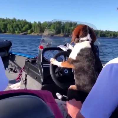 "On your left you can see the great tree I usually pee on" - Captain Dog Tour Guide