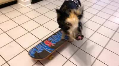 Tony Hog&rsquo;s Pig Skater