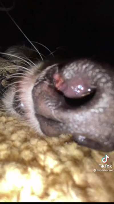 Dog pics