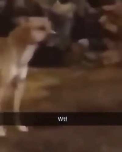 wtf