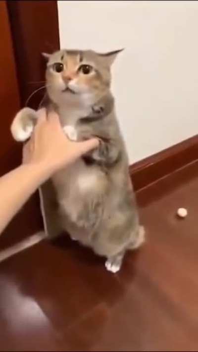 Is your cat ok?