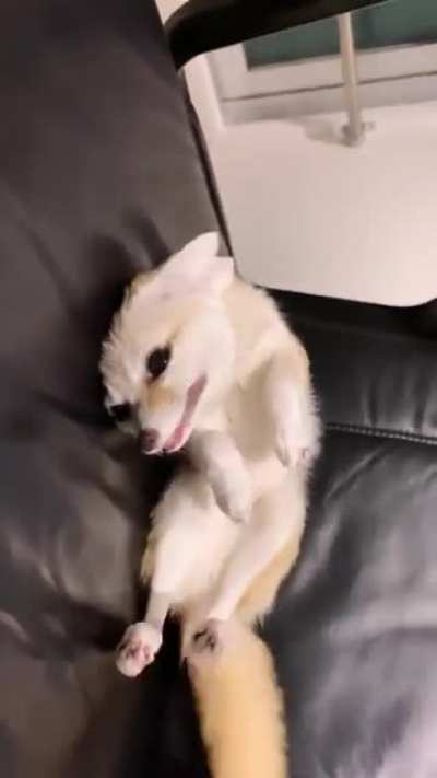 Silly little fennec fox vid i found some time ago