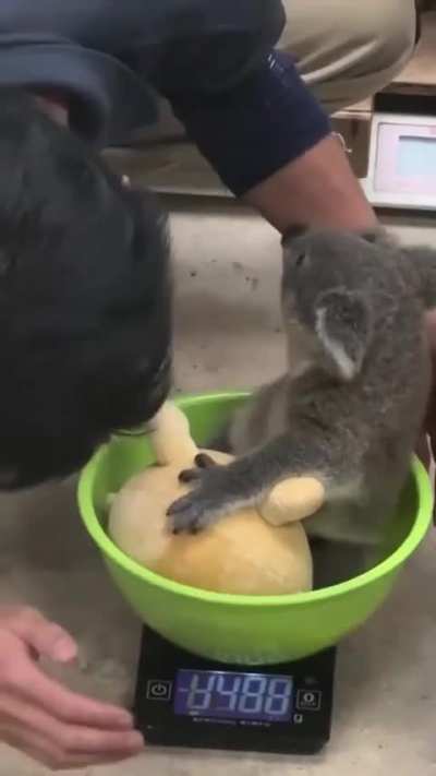 A baby koala being weighed with a toy to ease separation anxiety from its mom.