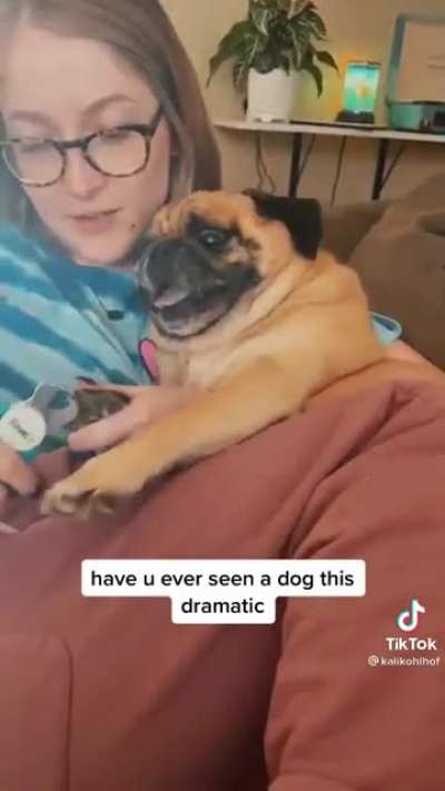 World&rsquo;s most dramatic pug