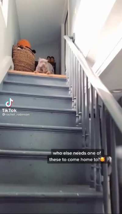 No es un meme pero tremendos prohibidos se sac&oacute; el perro