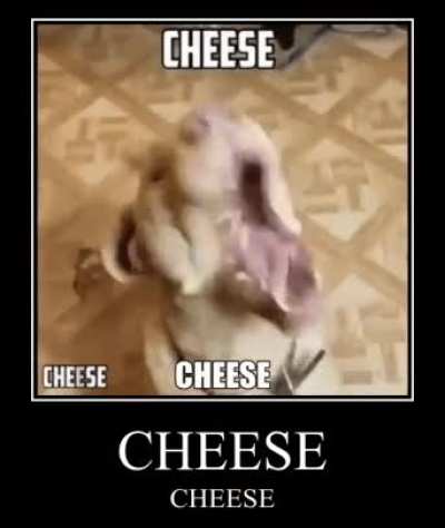Cheese