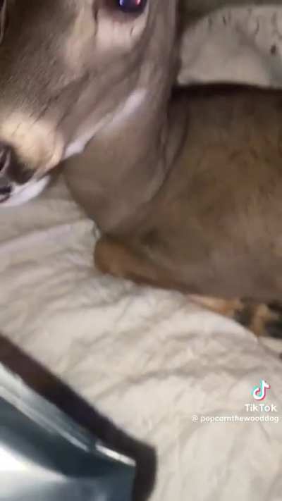 Wordington Pet
