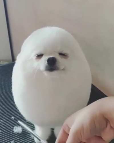 The happiest little egg