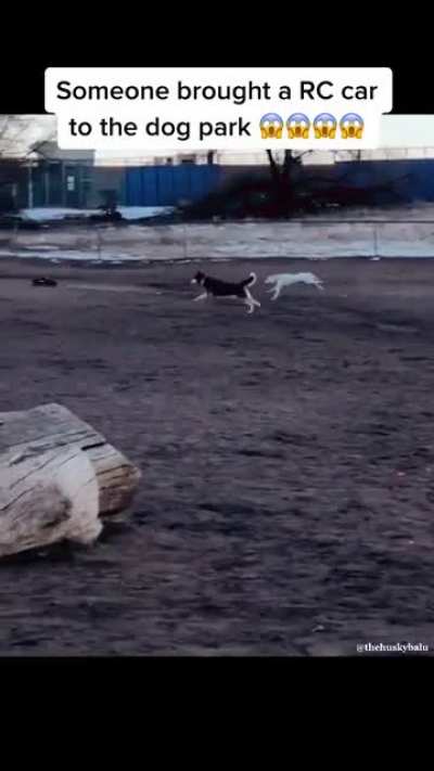Those dogs were having the best time ever even if they weren&rsquo;t able to catch it!